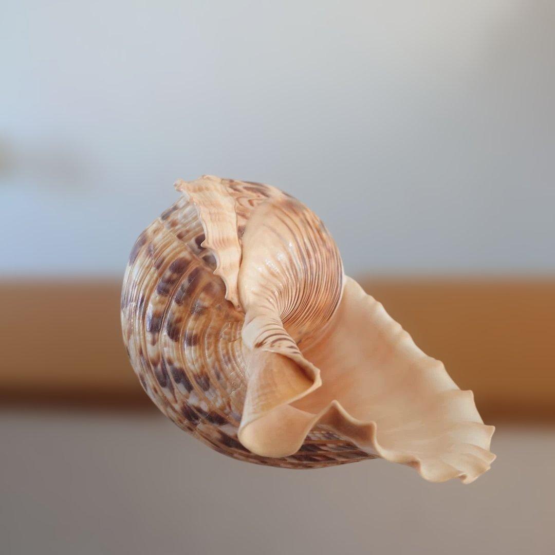 法螺貝 天然 笛 置物 ホラ貝 楽器 ほら貝