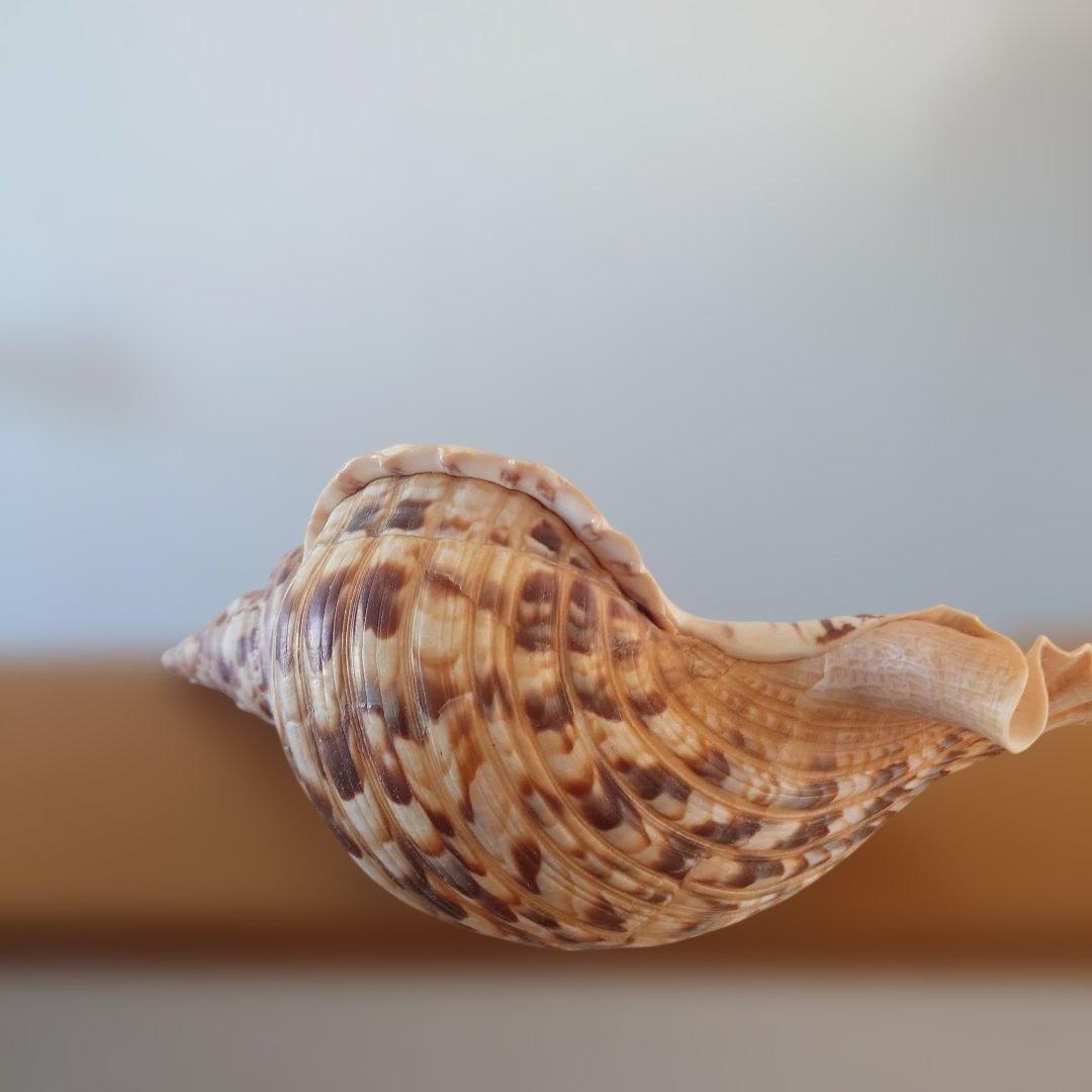 法螺貝 天然 笛 置物 ホラ貝 楽器 ほら貝