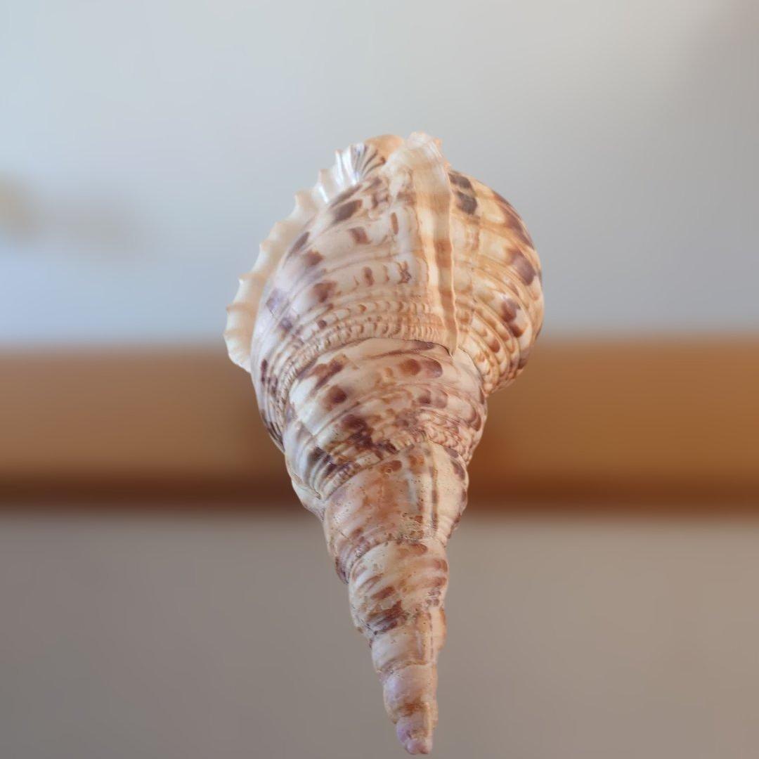 法螺貝 天然 笛 置物 ホラ貝 楽器 ほら貝