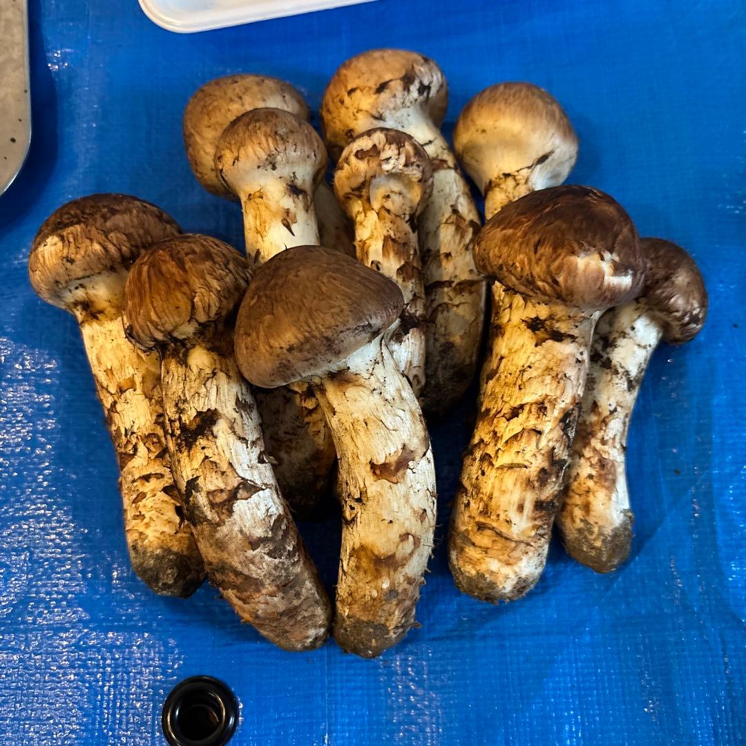 岩手県宮古産 ヒロ15