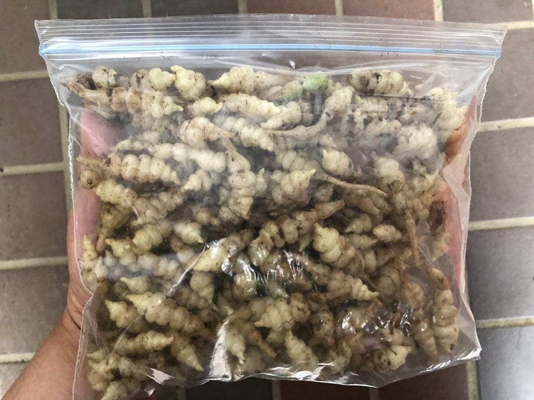 ちょろぎ2kg 珍しい生のちょろぎを採りたてでお届け※種芋にもなります#03