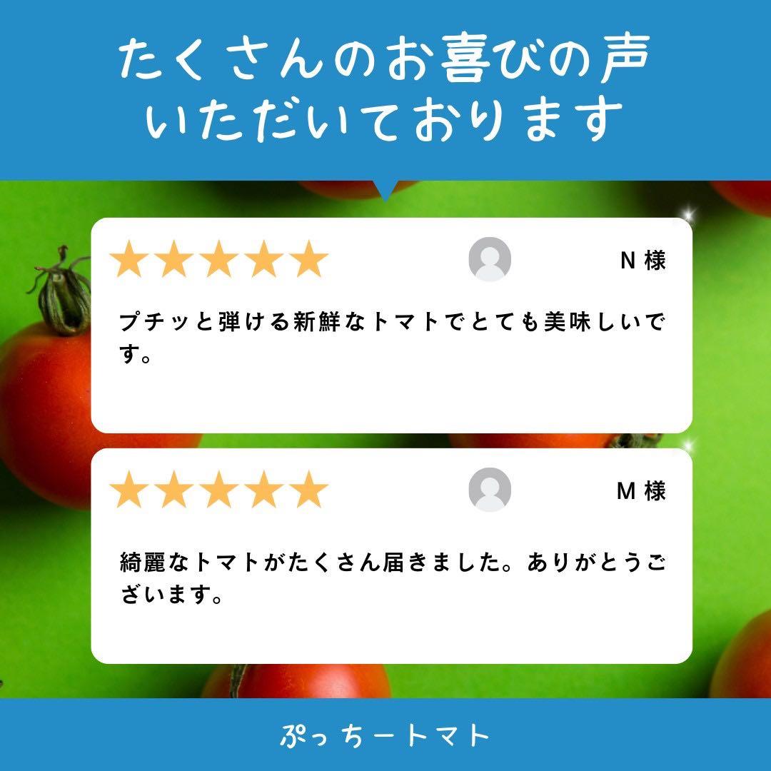 ミニトマト　10キロ　野菜　熊本　おやつ　弁当　おかず　ミネラル　リコピン
