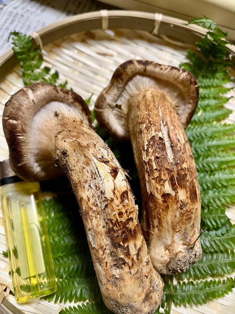 【大阪泉州産】天然松茸 採れたて良品☆2本150g国産