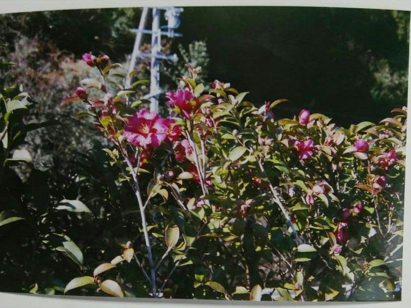 Olympus 35 RC　試験撮影済