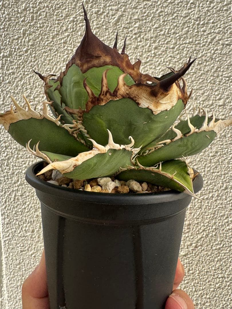 アガベ　オテロイ実生