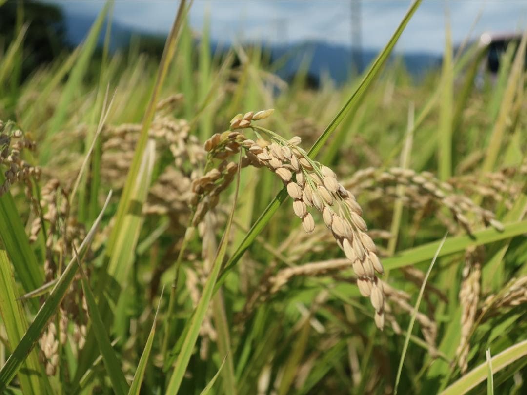 10kg　玄米食に最適「はるみ」自然栽培米　農薬不使用　玄米