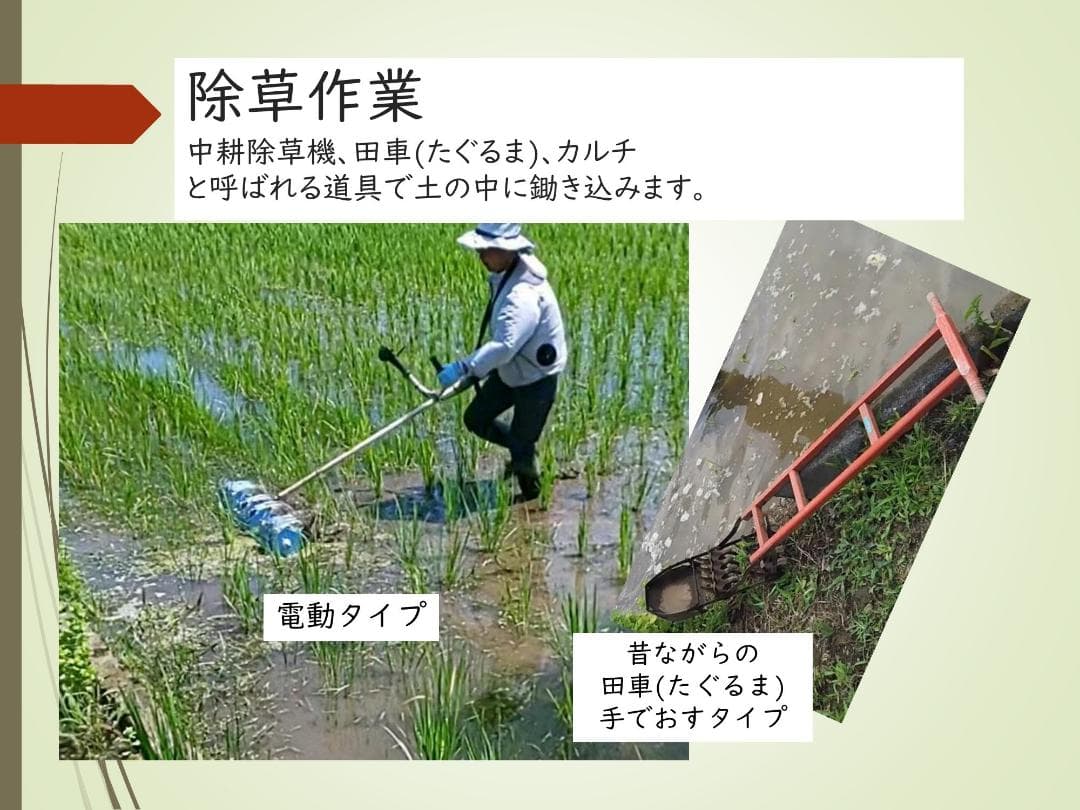 10kg　玄米食に最適「はるみ」自然栽培米　農薬不使用　玄米