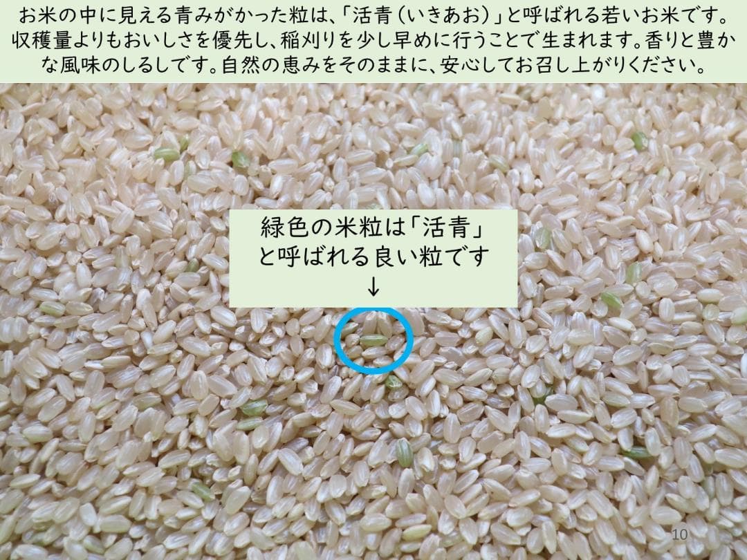 10kg　玄米食に最適「はるみ」自然栽培米　農薬不使用　玄米