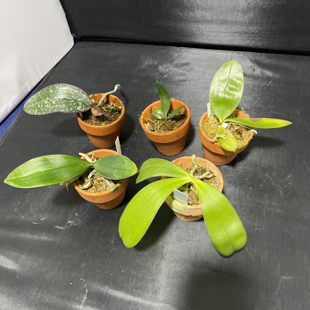 胡蝶蘭　原種　５株セット　年末の株整理セット　ファレノプシス　Phal