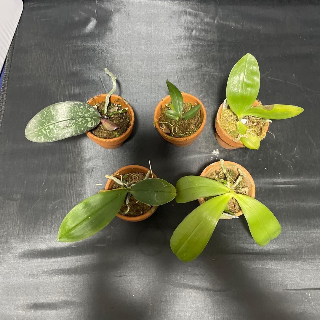 胡蝶蘭　原種　５株セット　年末の株整理セット　ファレノプシス　Phal