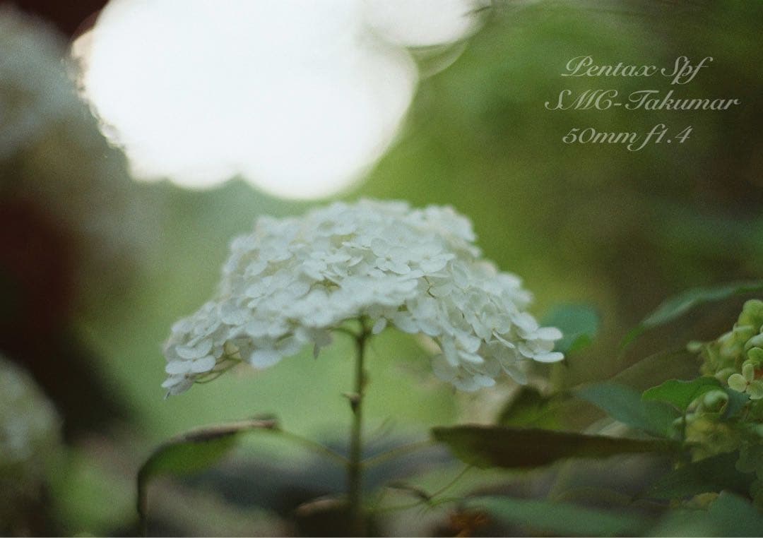 フルセット!完動品＊美品＊pentax spf&f1.4★作例多数★初期保証