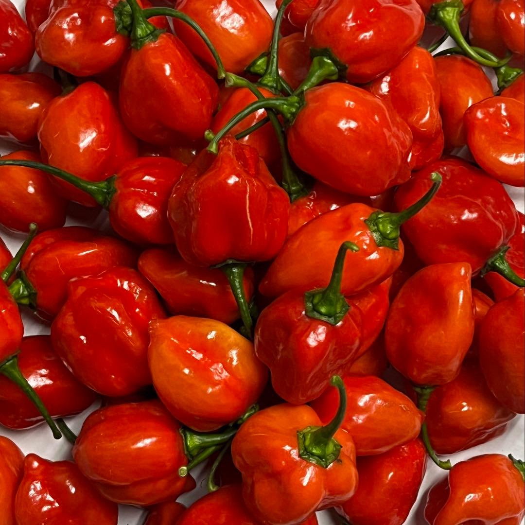 ★激辛唐辛子★ハバネロレッド 4.5 kg 農家直送 広島県産