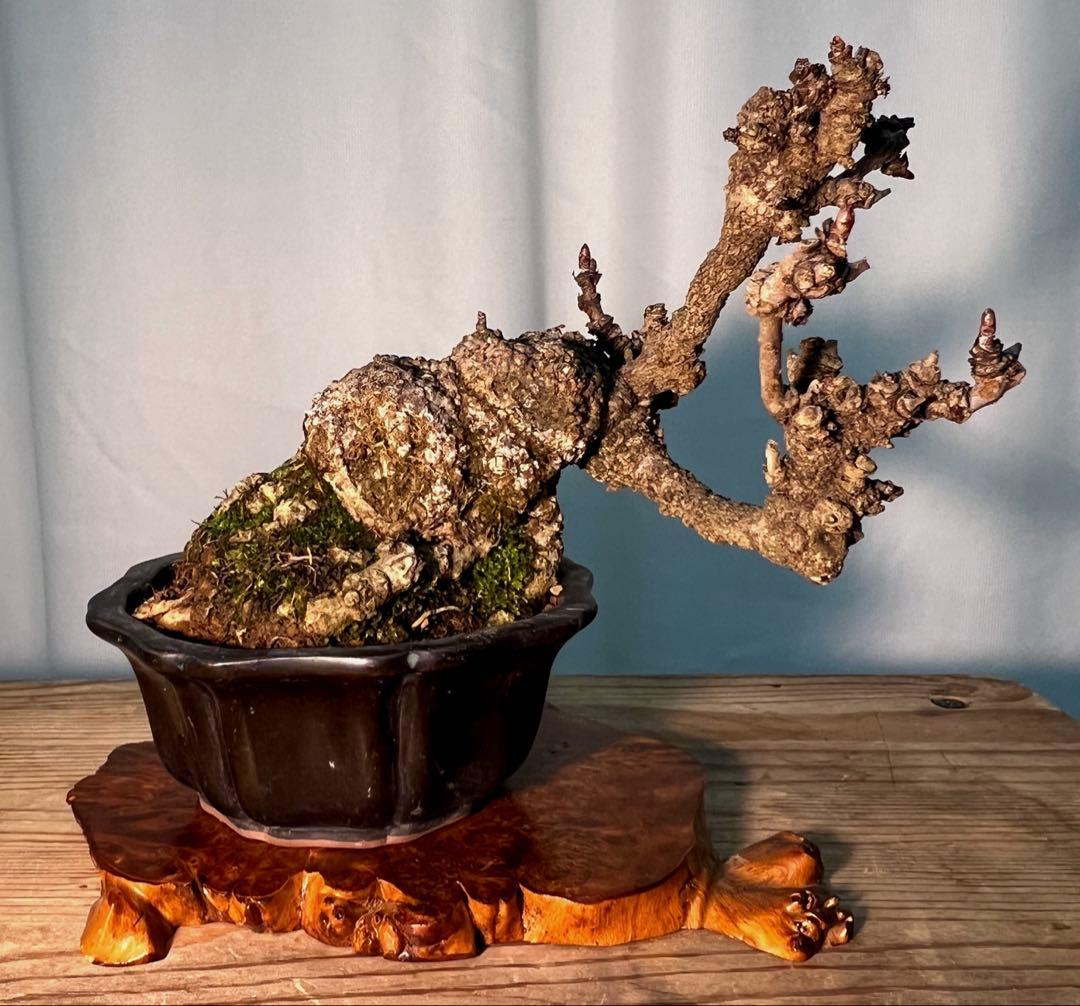 五葉アケビ　足元太いです‼︎