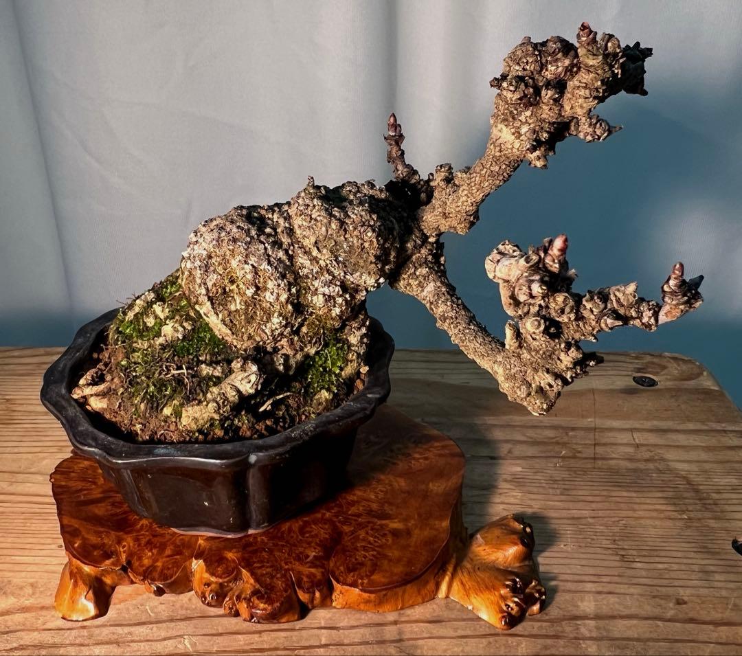 五葉アケビ　足元太いです‼︎