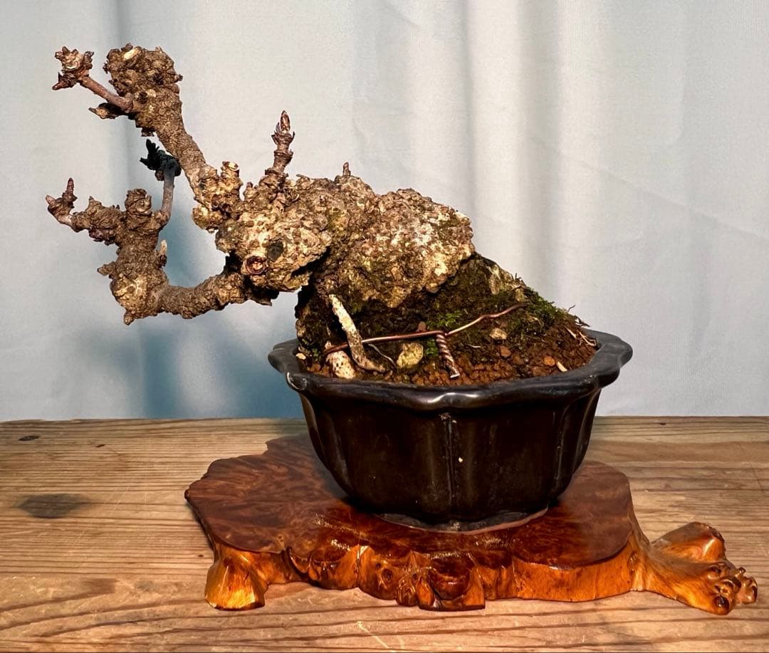 五葉アケビ　足元太いです‼︎