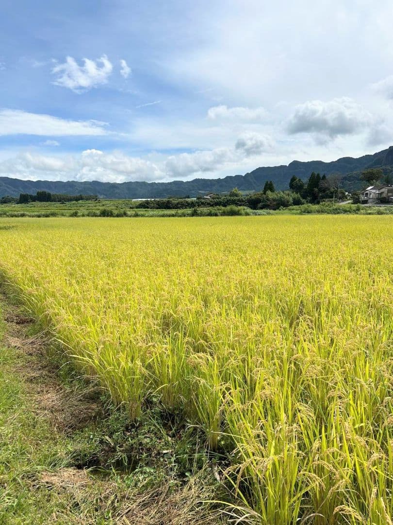 令和7年 自然栽培米　イセヒカリ 10kg 玄米