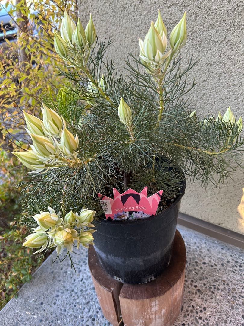 セルリアブラッシングブライド7号①