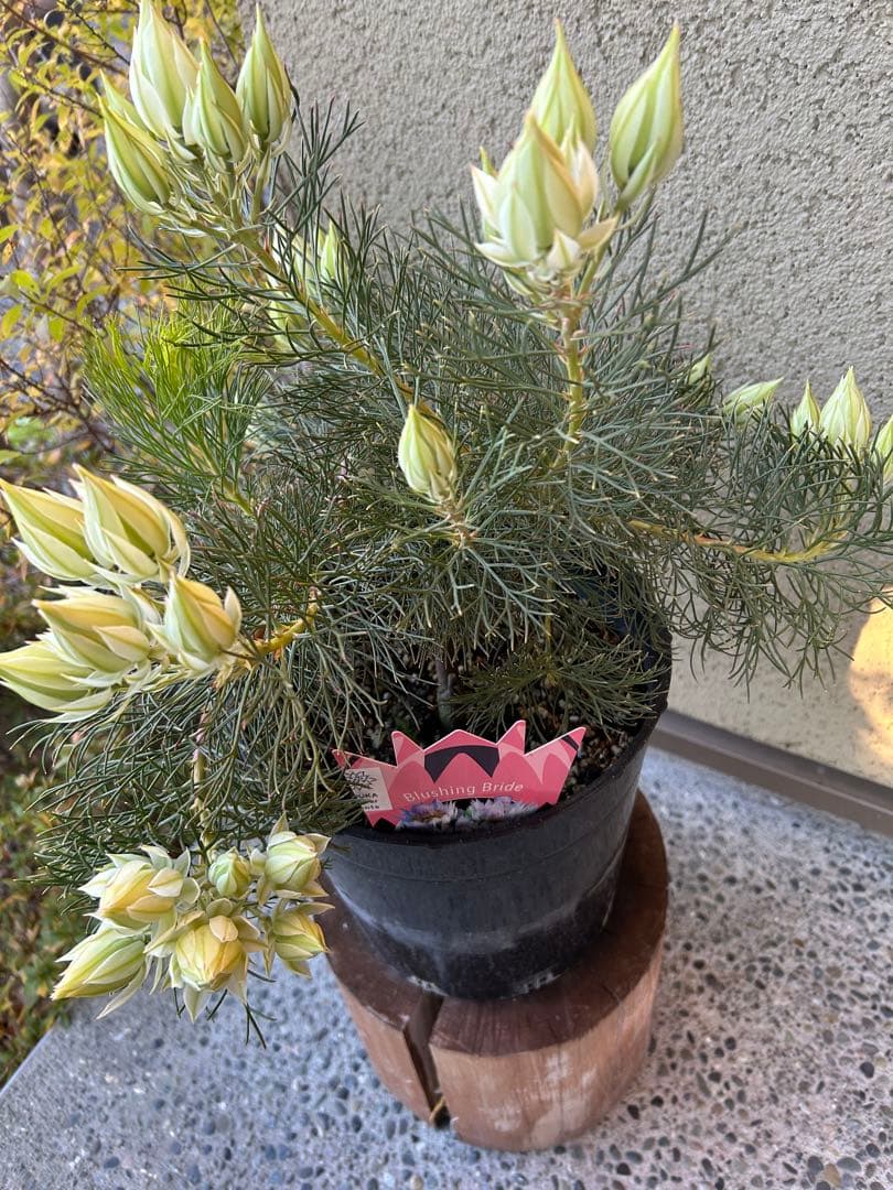 セルリアブラッシングブライド7号①