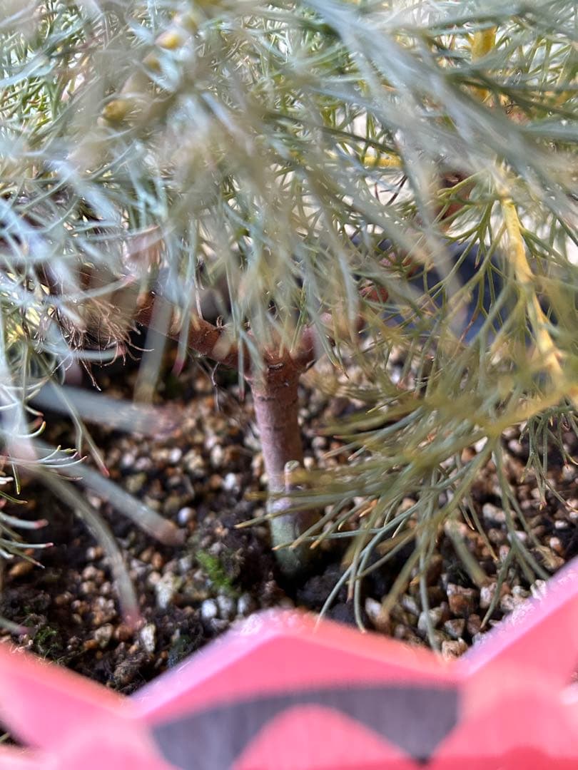 セルリアブラッシングブライド7号①