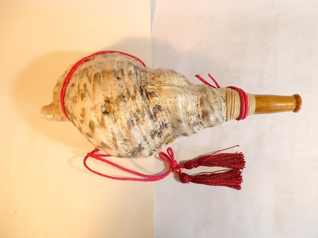 法螺貝 約40㎝ 木製歌口,赤紐付　新品　 MH-440