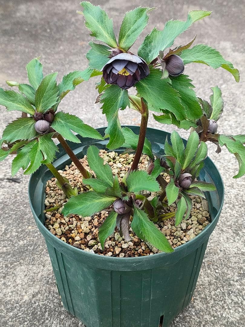 クリスマスローズ開花株