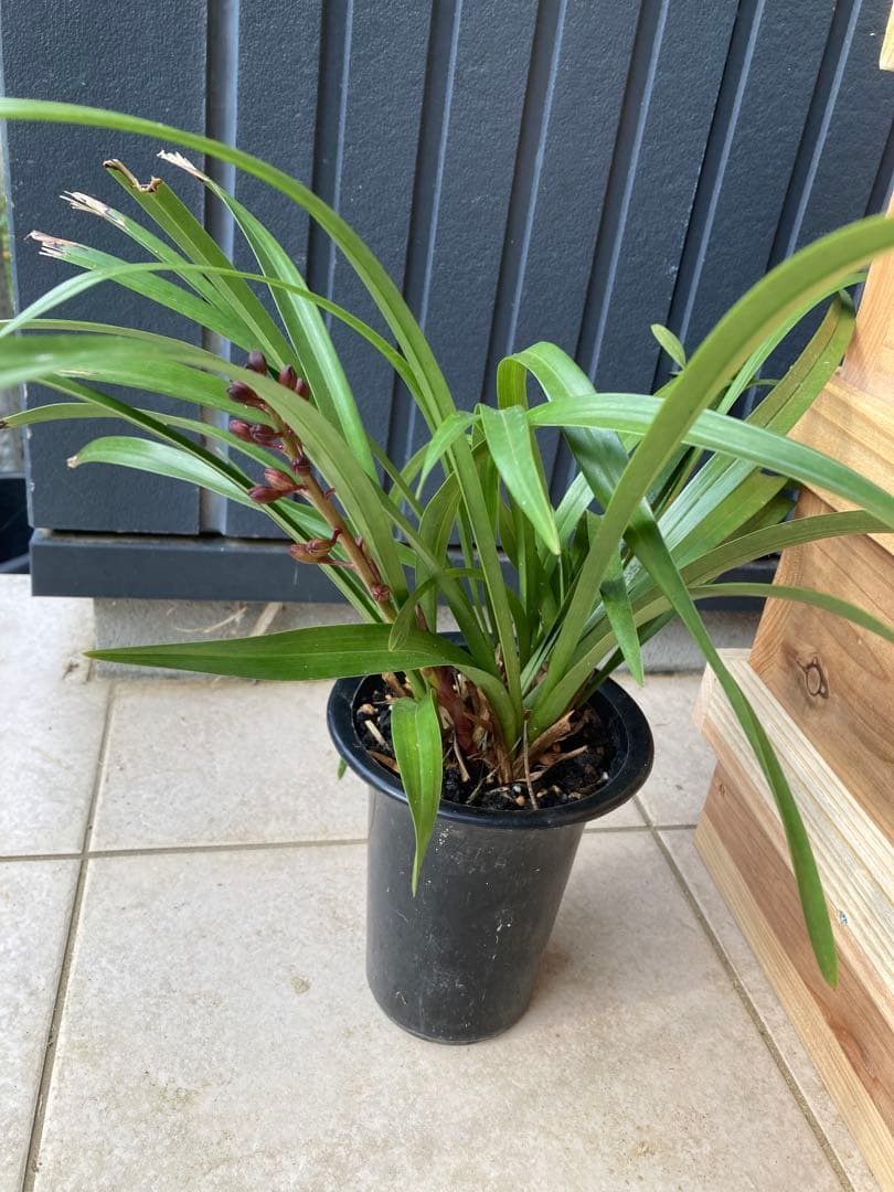 日本ミツバチ用巣箱　重箱式　キンリョウヘンおまけ