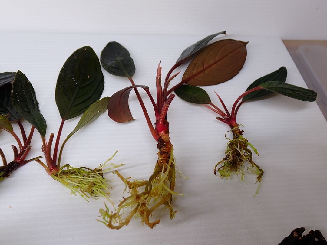 み*！様 ブセファランドラスケルトンキング12株