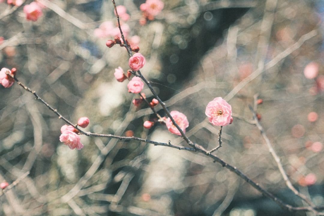 希少 KODAK ektar 101mm f4.5