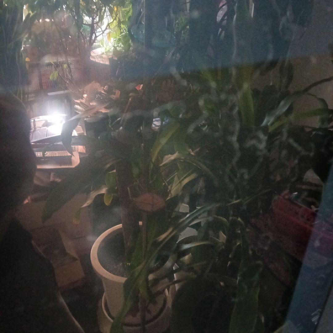 SONY　プロジェクションテレビ 大画面