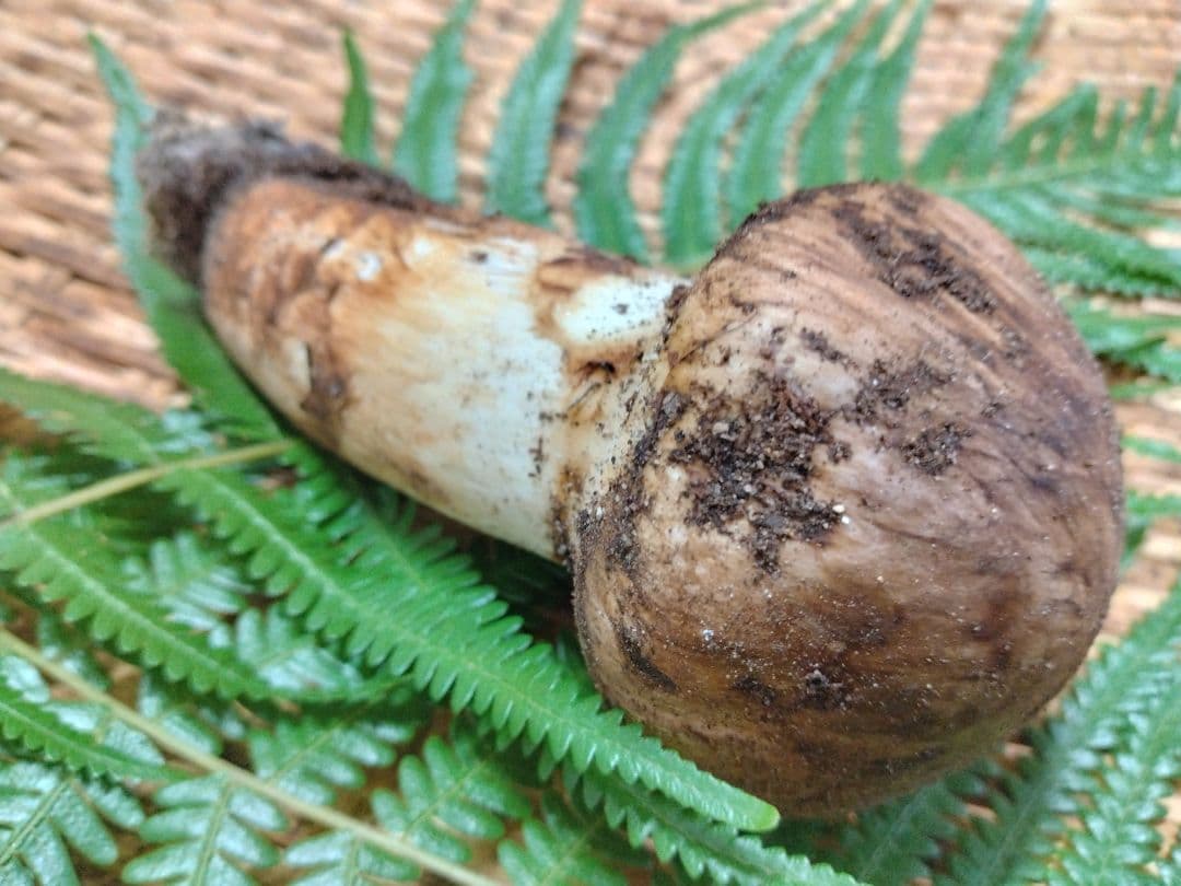 天然きのこ　マツタケ　松茸　約100g　きのこ