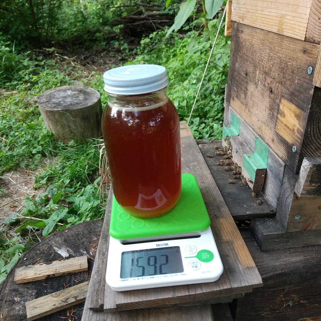 日本蜜蜂天然 ハチミツ 1160g 八ヶ岳西麓1250m