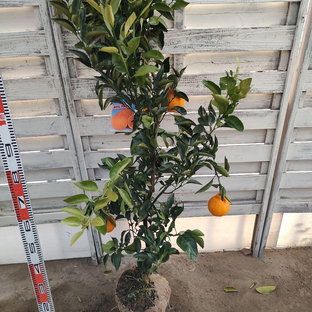 ③不知火 3年生 実つき 苗木