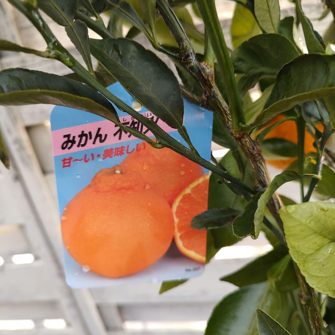 ③不知火 3年生 実つき 苗木