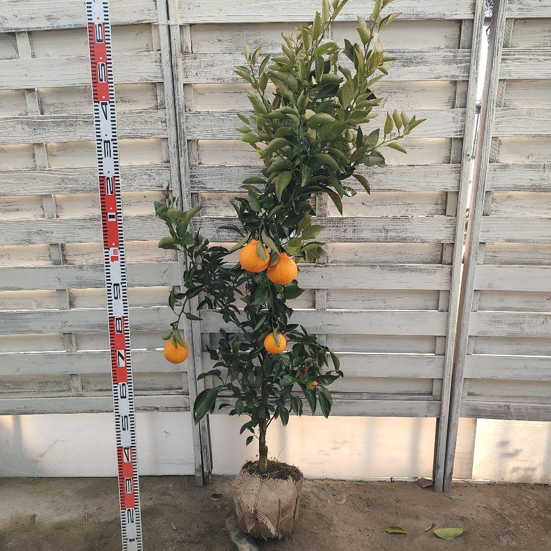 ③不知火 3年生 実つき 苗木