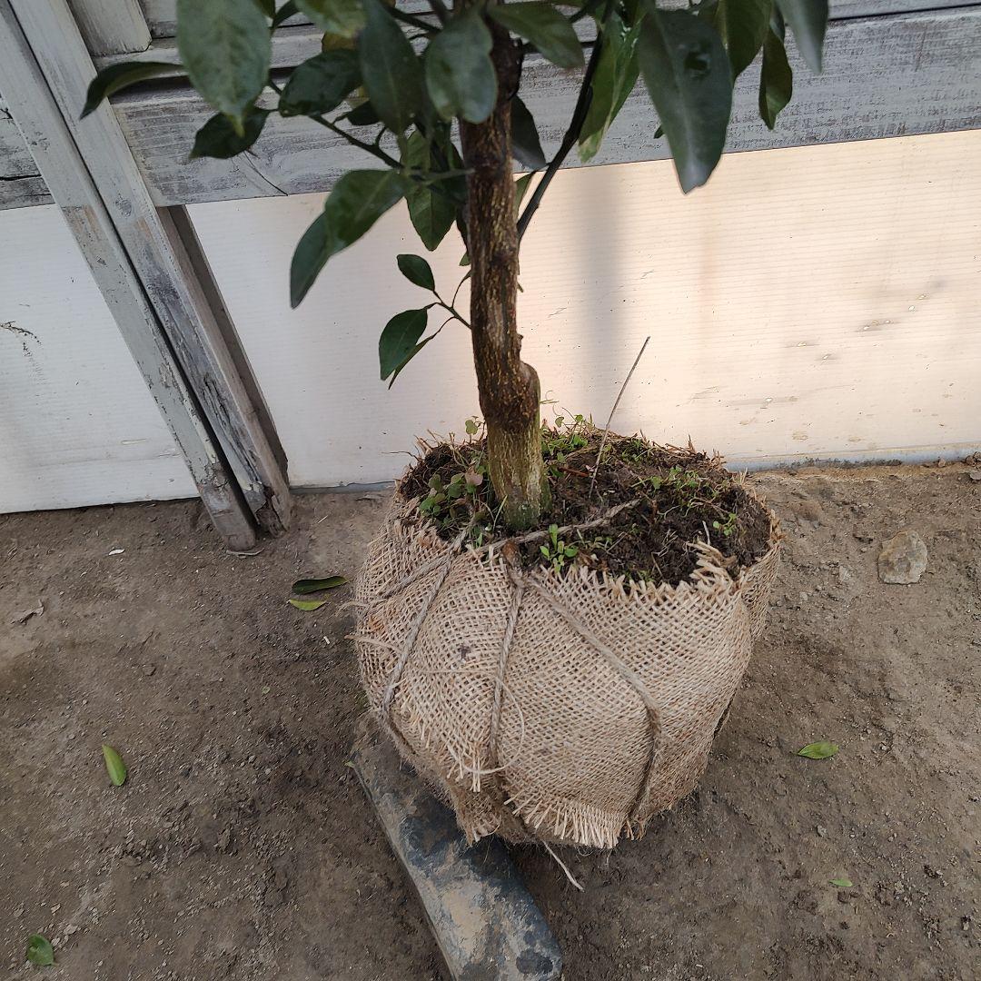 ③不知火 3年生 実つき 苗木