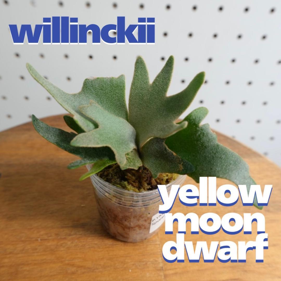 ビカクシダ ウィリンキー YMDS 幼株 イエロームーンドワーフ スポア　14