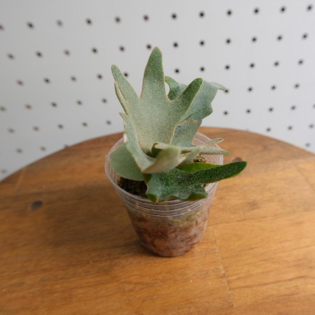 ビカクシダ ウィリンキー YMDS 幼株 イエロームーンドワーフ スポア　14