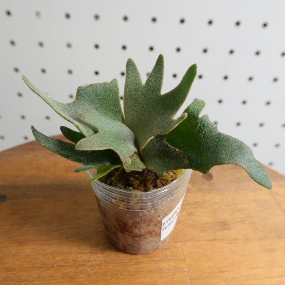 ビカクシダ ウィリンキー YMDS 幼株 イエロームーンドワーフ スポア　14