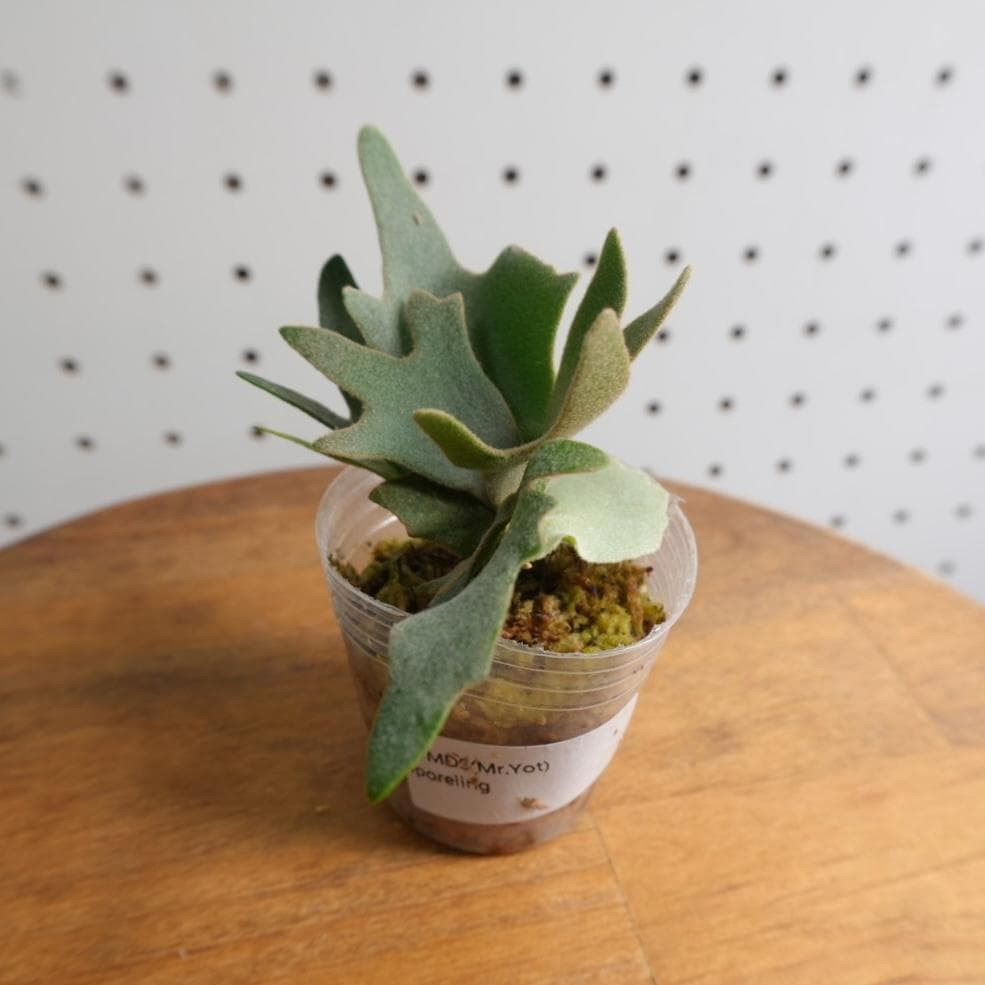 ビカクシダ ウィリンキー YMDS 幼株 イエロームーンドワーフ スポア　14