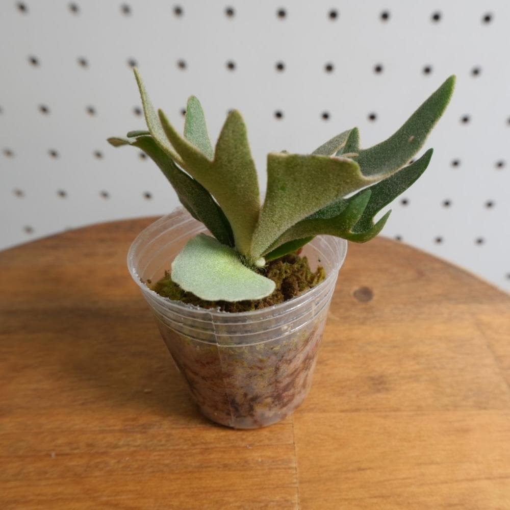 ビカクシダ ウィリンキー YMDS 幼株 イエロームーンドワーフ スポア　14