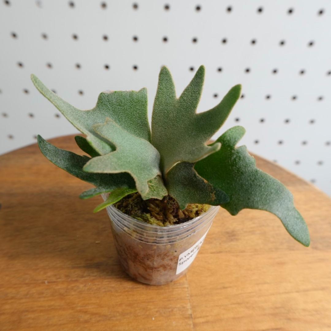 ビカクシダ ウィリンキー YMDS 幼株 イエロームーンドワーフ スポア　14