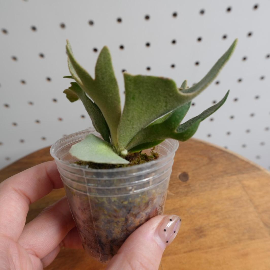 ビカクシダ ウィリンキー YMDS 幼株 イエロームーンドワーフ スポア　14