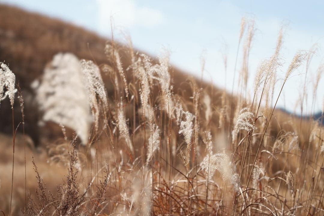 taishi様魔法のボケレンズ！SONY FE100mm F2.8 STF GM