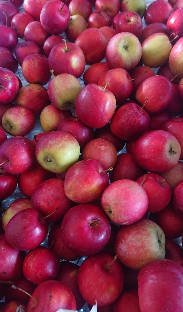 ☆ma-ru☆、アルプス乙女１０キロ