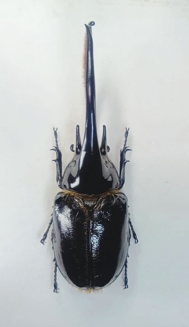 ※良型・大型　ネプチュ−ン♂野外標本