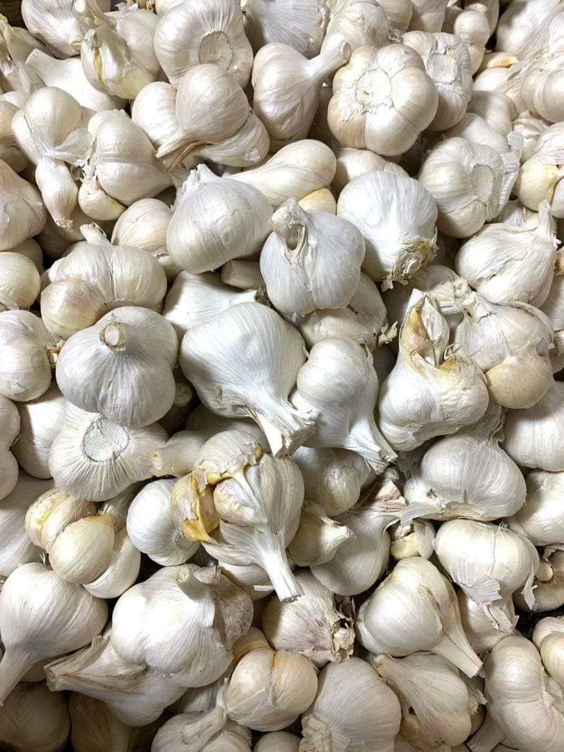 青森にんにく5キロ　Mサイズ　ホワイト六片種にんにく　　訳あり品　業務用　加工用