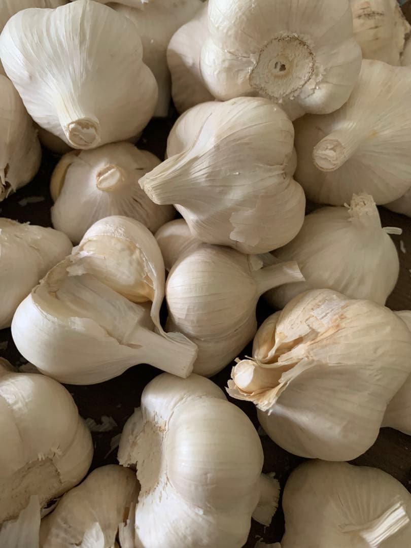 青森にんにく5キロ　Mサイズ　ホワイト六片種にんにく　　訳あり品　業務用　加工用