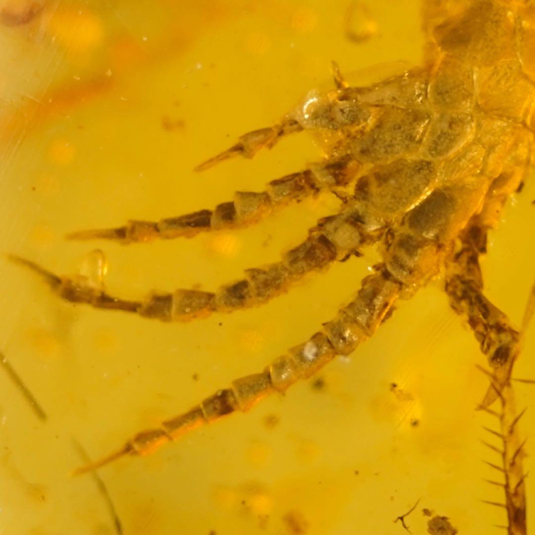 レア極上品 手TT0064虫入り琥珀化石ミャンマーカムティかタナイ9900万年前