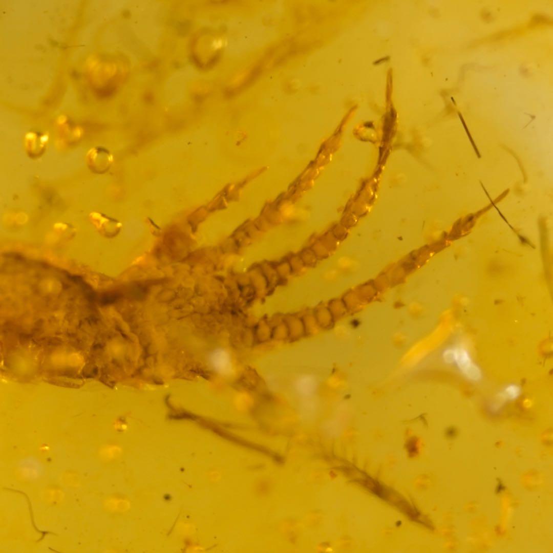 レア極上品 手TT0064虫入り琥珀化石ミャンマーカムティかタナイ9900万年前