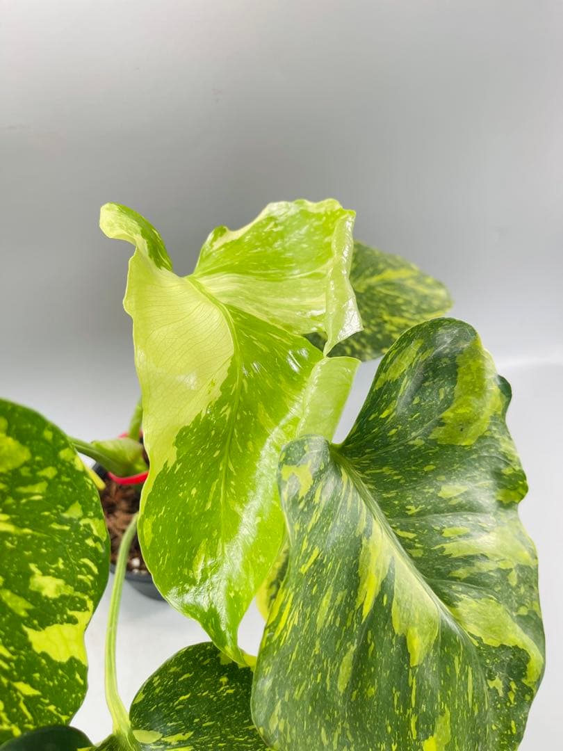 Monstera Electrolyteモンステラ エレクトロライト　②